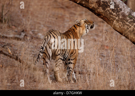 Tiger des Ranthambhore National Park, Rajatshan, Indien Stockfoto