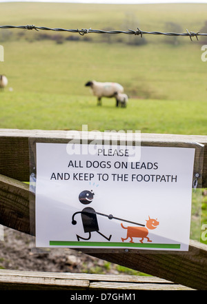 halten Sie Ihren Hund an der Leine, die Zeichen zu merken zu einem Tor in der Nähe ein Fußweg neben Vieh Schafe und Lämmer in einem Feld in ländlichen Devon, UK Stockfoto