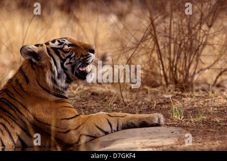 Tiger des Ranthambhore National Park, Rajatshan, Indien Stockfoto