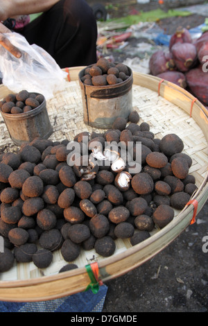 Barometer Earthstar Pilze zum Verkauf in einem Markt, Provinz Chiang Rai, Thailand Stockfoto