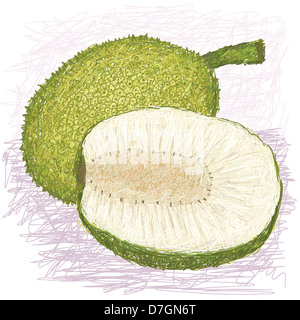 Illustration der ganze und halbe geschnittene Brotfrucht rau-enthäutete Vielzahl mit wissenschaftlicher Name Artocarpus Altilis x mariannensis Stockfoto