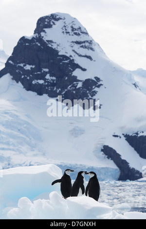 Zügelpinguinen (Pygoscelis Antarcticus) Penguin Cierva Bucht, Antarktis. Stockfoto