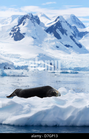 Seeleopard (Hydrurga Leptonyx), Cierva Cove Antarktis. Stockfoto