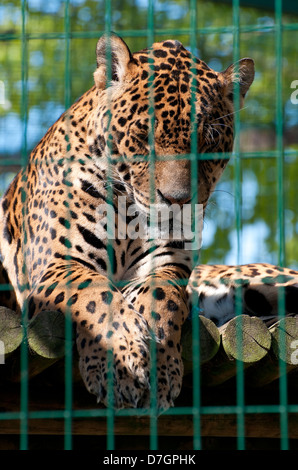 Captive Jaguar im Zoo Käfig, Norfolk, england Stockfoto