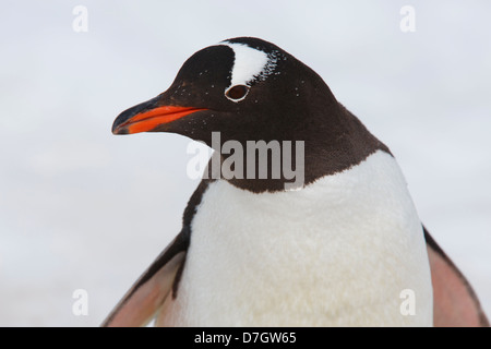 Ein Gentoo Penguin (Pygoscelis Papua) auf Cuverville Island, Antarktis. Stockfoto