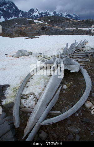 Wal-Knochen auf Jougla Point auf Wiencke Island, Antarktis. Stockfoto