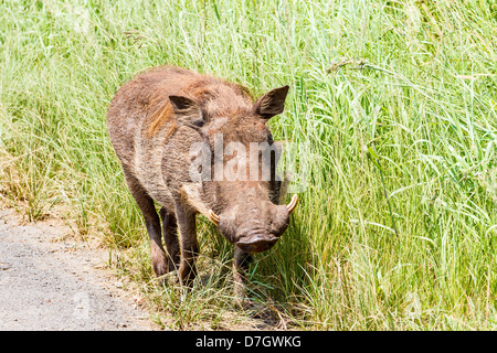 Warzenschwein im Hluhluwe Game Park, Kwazulu Stockfoto