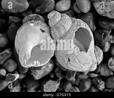 schwarz / weißes Bild von Muscheln am Strand, eine gebrochen, fotografiert in enger auf. Stockfoto