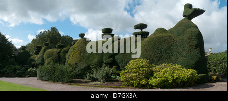 Formschnitt-Hecke an Tatton Park, Knutsford, Cheshire, England, UK Stockfoto