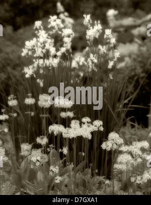 Primel Garten. University of British Columbia Garten. Vancouver, BC Stockfoto