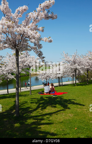 Touristen und Kopenhagener genießen Sie eines der ersten warmen Frühlingstage unter den blühenden japanischen Kirschbäume im Langelinie Park, die Kirschblüte. Stockfoto