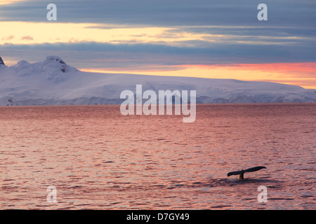 Buckelwal (Impressionen Novaeangliae) bei Sonnenuntergang / Sonnenaufgang wie wir unterhalb des Polarkreises, Antarktis Reisen. Stockfoto