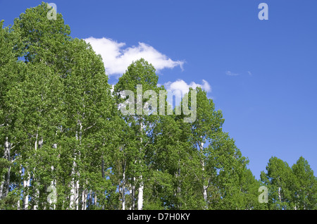 horizontales Bild von aspen Baumkronen im Frühjahr mit blauem Himmel und weißen Wolken Stockfoto