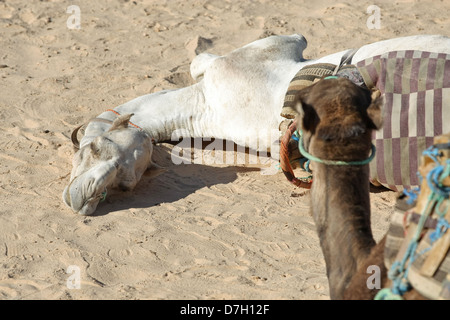 Beduinen führt Touristen auf Kamelen in die Sahara-Wüste. Kamele ruhen während der Pausenzeit in Douz, Kebili, Tunesien Stockfoto