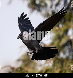 Eine Dohle (Corvus Monedula) im Flug in das Vereinigte Königreich Stockfoto