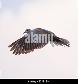 Ein Collared Dove (Streptopelia Decaocto) im Flug Stockfoto