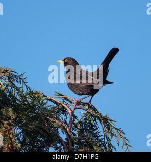 Eine männliche Amsel (Turdus Merula) sitzt auf einem Ast in einem uk-Garten Stockfoto