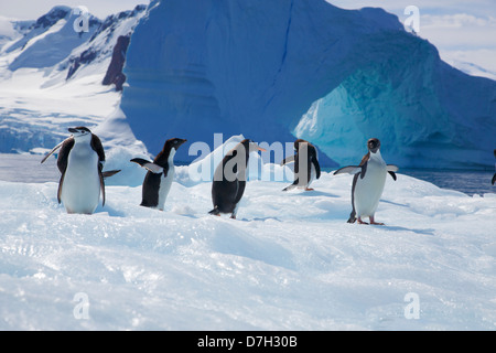 Alle drei Arten von Brush-Tailed Pinguine, Adelie Pinguin, Kinnriemen Pinguin und Gentoo Penguin.  Antarktis Stockfoto