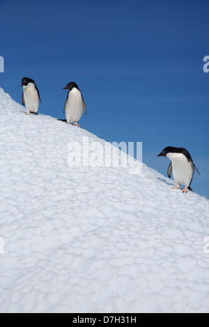 Adelie Penguin, (Pygoscelis Adeliae), Petermann Island, Antarktis. Stockfoto