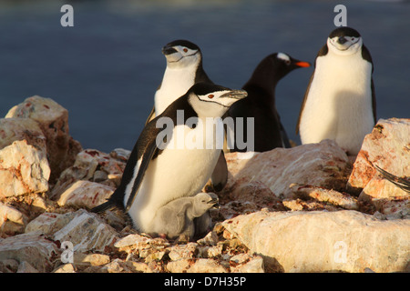 Gentoo Penguin (Pygoscelis Papua) und Kinnriemen Pinguin Kolonie (Pygoscelis Antarctica), Booth Island, Antarktis. Stockfoto