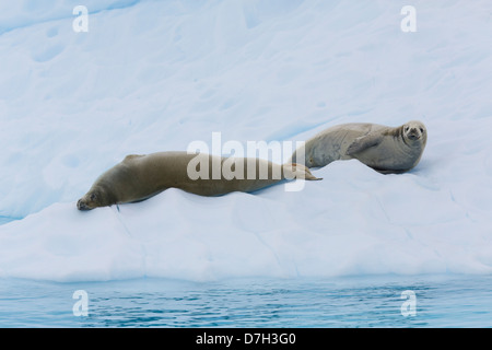 Krabbenfresserrobbe Siegel, (Lobodon Carcinophagus) auf Eisberge in Paradise Bay, Antarktis. Stockfoto