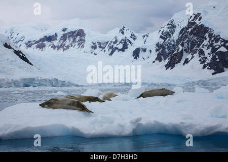 Krabbenfresserrobbe Siegel, (Lobodon Carcinophagus) auf Eisberge in Paradise Bay, Antarktis. Stockfoto