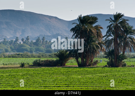 Grüne fruchtbare Felder in der Nähe von Sesibi Dorf, am Westufer des Nils, Nord-Sudan Stockfoto