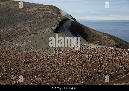 Zügelpinguinen (Pygoscelis Antarctica) Pinguinkolonie, auf der Wanderung von Baily Head Whaler es Bay, Deception Island, Antarktis. Stockfoto