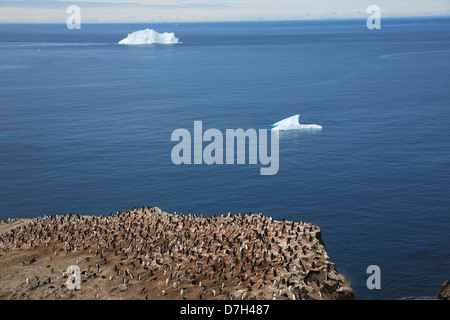 Zügelpinguinen (Pygoscelis Antarctica) Pinguinkolonie, auf der Wanderung von Baily Head Whaler es Bay, Deception Island, Antarktis. Stockfoto