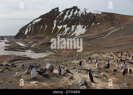 Zügelpinguinen (Pygoscelis Antarctica) Pinguinkolonie, auf der Wanderung von Baily Head Whaler es Bay, Deception Island, Antarktis. Stockfoto