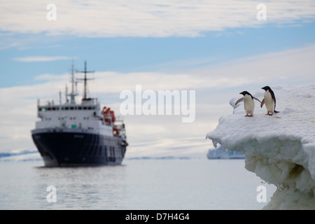 Die Icebreaker Ortelius, Adelie-Pinguine (Pygoscelis Adeliae) auf einem Eisberg bei Brown Bluff, Antarktis. Stockfoto