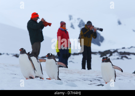 Besucher Yankee Harbor, Greenwich Island, Antarktis Gentoo Penguins (Pygoscelis Papua) anzusehen. Stockfoto