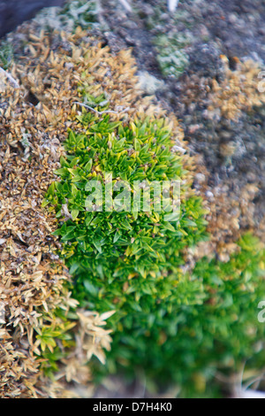 Moss Hannah Point, Livingston Island Antarktis. Stockfoto