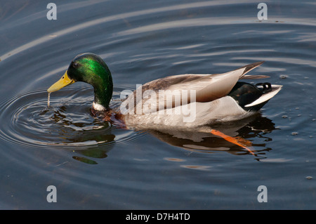 Eine männliche Stockente Stockfoto