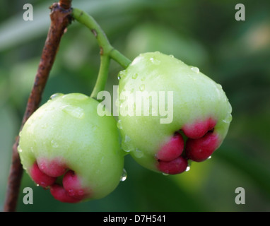 Frisches Wasser Apfel oder Rosenapfel Stockfoto