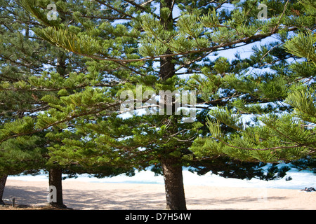 Norfolk-Pinien am Walstrand von Sydney, NSW, Australien Stockfoto