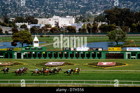 Pferde Rennen bis zur Ziellinie in einem Rasen-Rennen auf der Golden Gate Fields Rennbahn Stockfoto