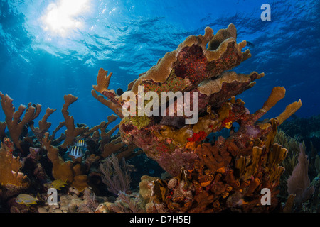 Tropischen Riff Szene der Elkhorn Korallen in Key Largo, Florida. Stockfoto