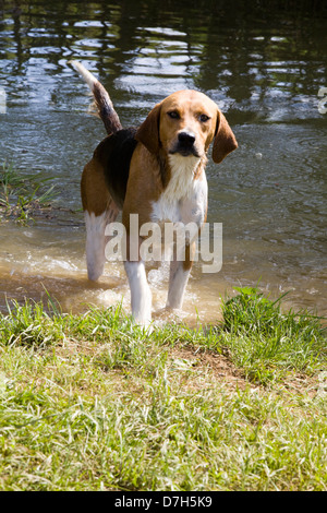 Foxhound, die aus einem Teich Stockfoto