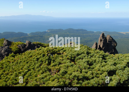 Kiefern auf dem Mendelejew Vulkan auf der Insel Kunaschir. Süd-Kurilen, Russland Stockfoto