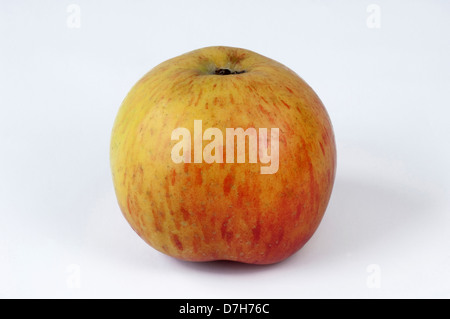 Heimischen Apfel Malus Domestica Vielzahl Morgenduft Single Apple Studio Bild Stockfoto