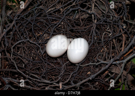 Ringeltaube (Columba Palumbus). Ei im nest Stockfoto