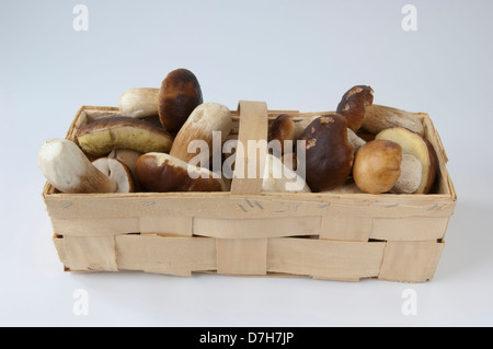 Steinpilze Cep King Bolete Penny Bun Boletus Edulis Korb mit Pilzen Studio eingezeichnet vor weißem Hintergrund Stockfoto