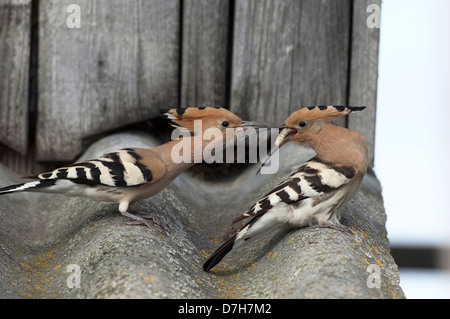 Wiedehopf (Upupa Epops). Weibchen von Männchen während der Balz gefüttert Stockfoto