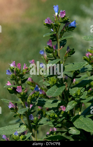 Alkanet, Dyers Bugloss (gab Tinctoria), blühenden Stengel Stockfoto