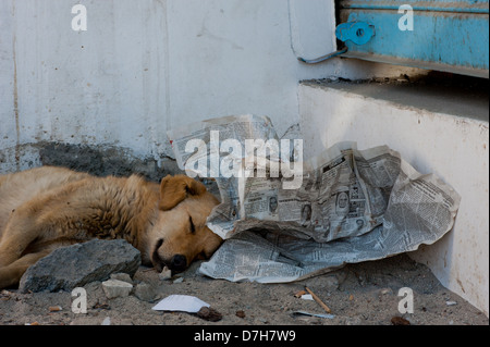 Ein niedliches streunender Hund schläft mit dem Kopf auf eine Zeitung. Stockfoto