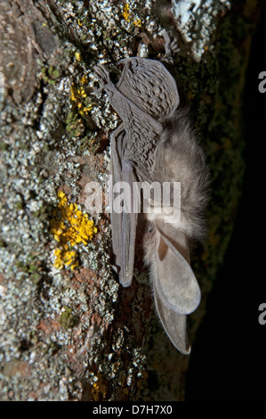 Braune Langohren Bat, gemeinsame lange Schmuckschildkröte Bat (Langohrfledermäuse Auritus), ruhen Stockfoto