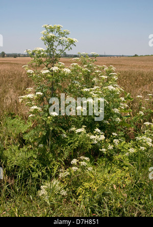 Poison Schierling (Conium Maculatum), blühende Pflanze Stockfoto