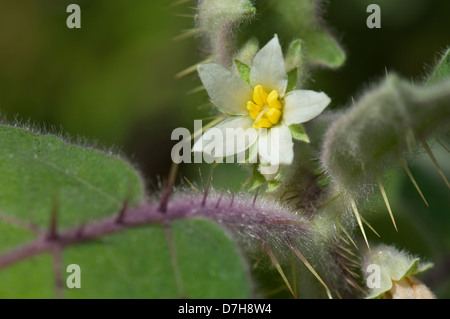 Lulo, Lulo (Solanum Quitoense), Pflanze mit Blume Stockfoto