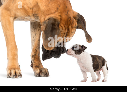 Die Deutsche Dogge ein American Staffordshire Welpen vor weißem Hintergrund betrachten Stockfoto